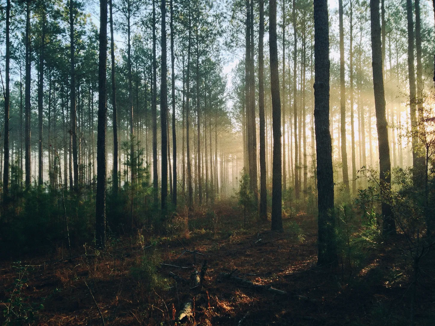 This bright, glittering thing: Notes on wonder and life, here and now