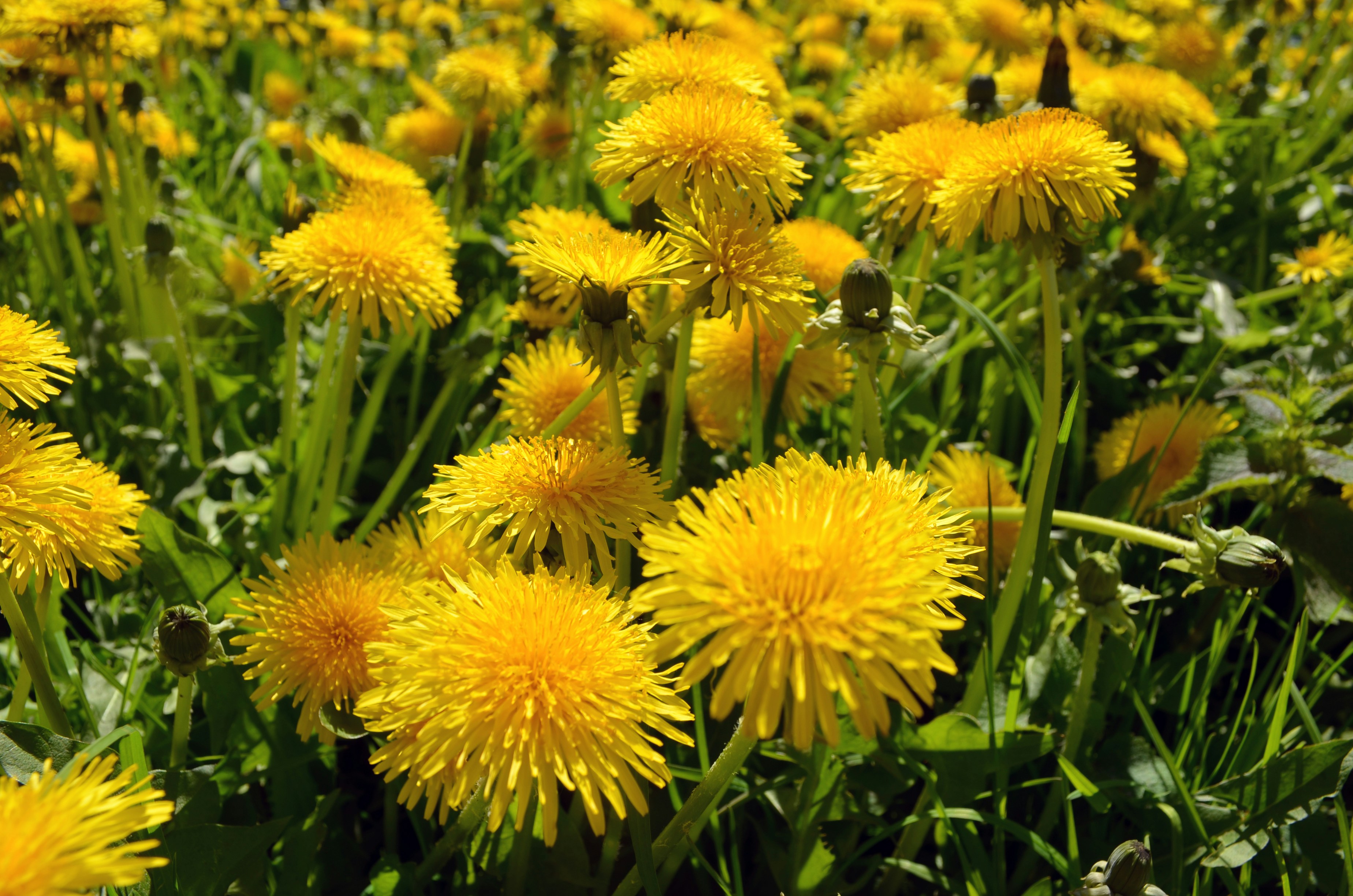 Herb Profile: Dandelion. All About Dandelion’s Health Benefits