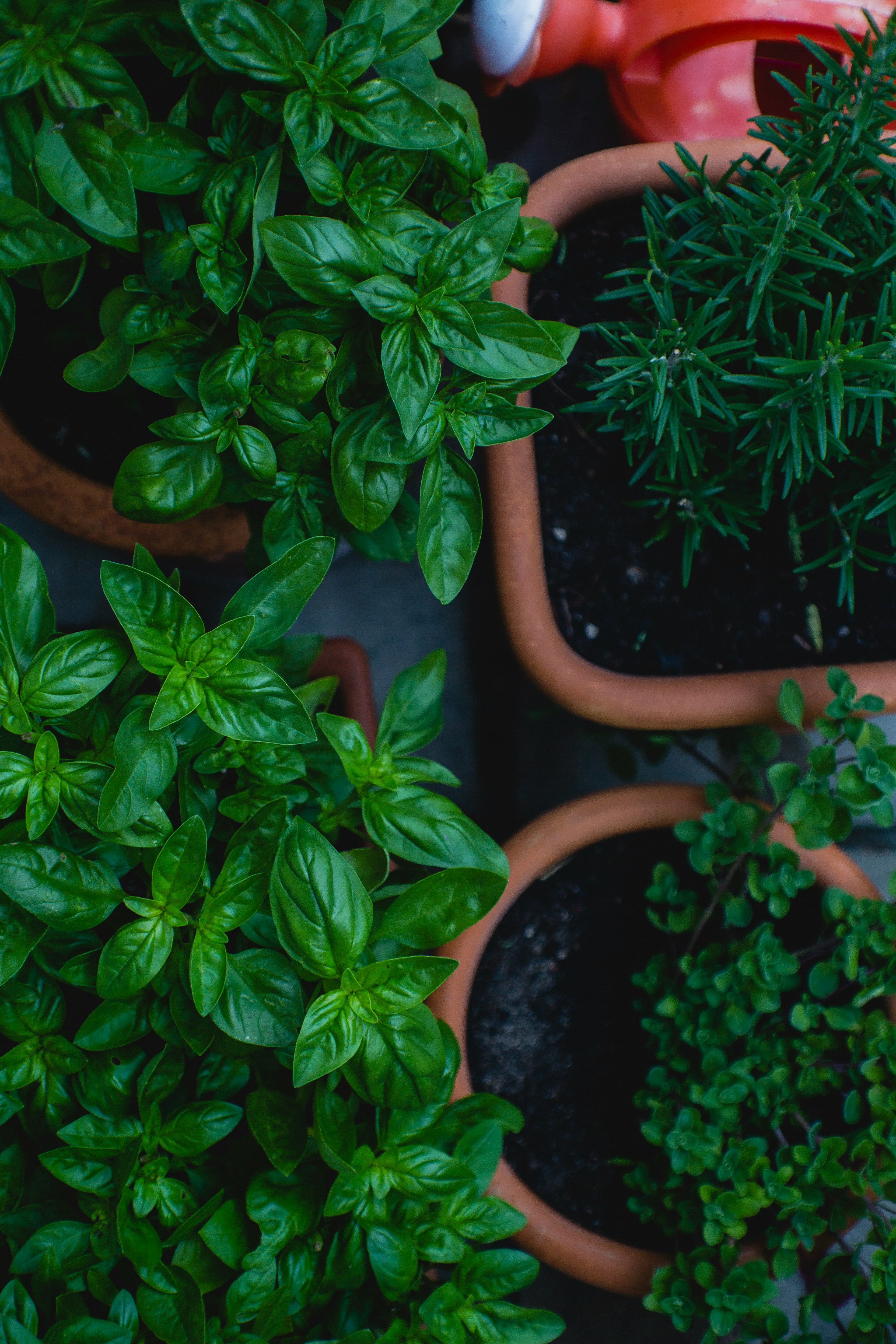How to Start an Herb Garden at Home: Herb Gardening for Beginners