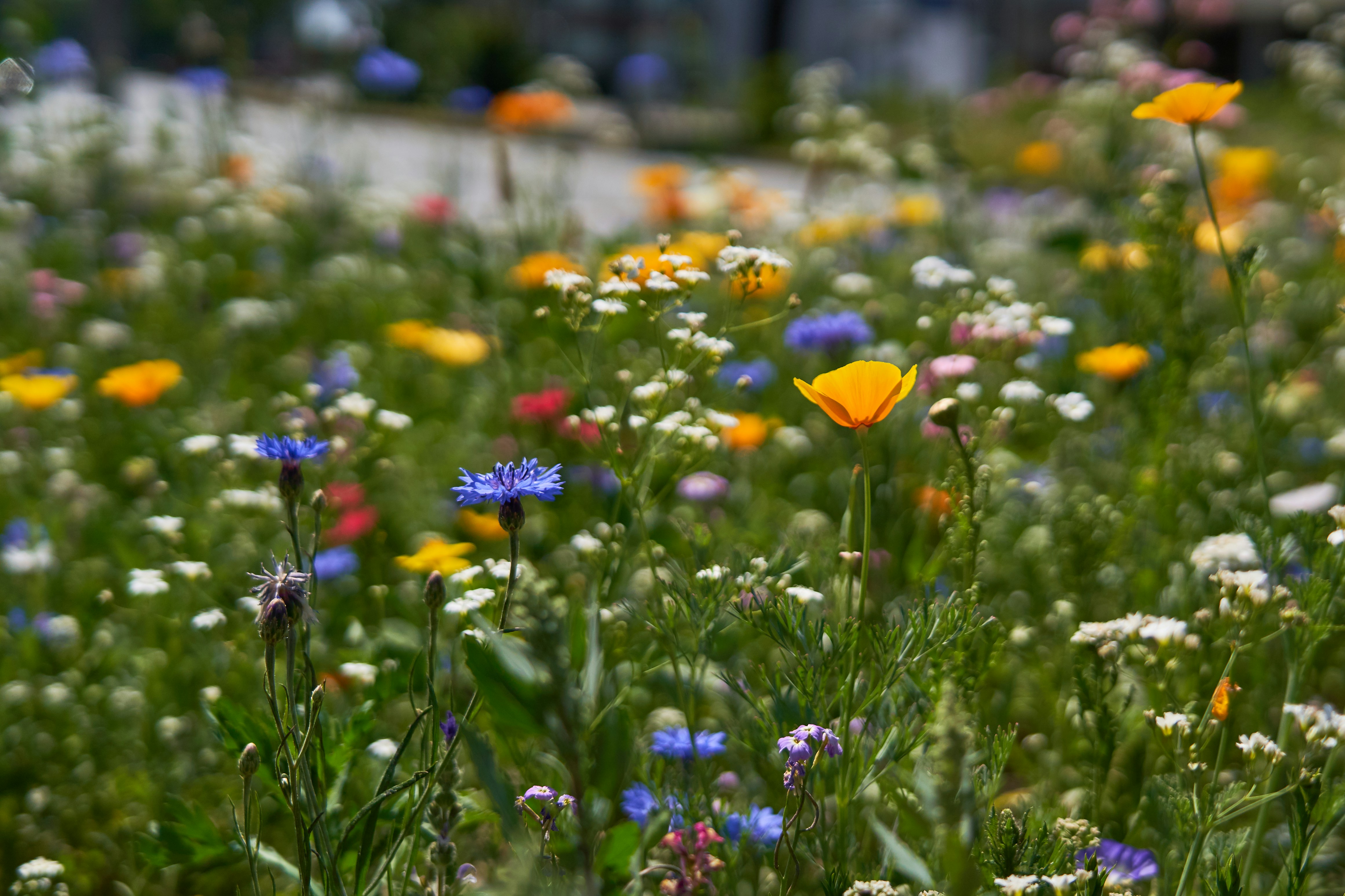 How to celebrate Litha in 2024: Celebrating the Beginning of Summer