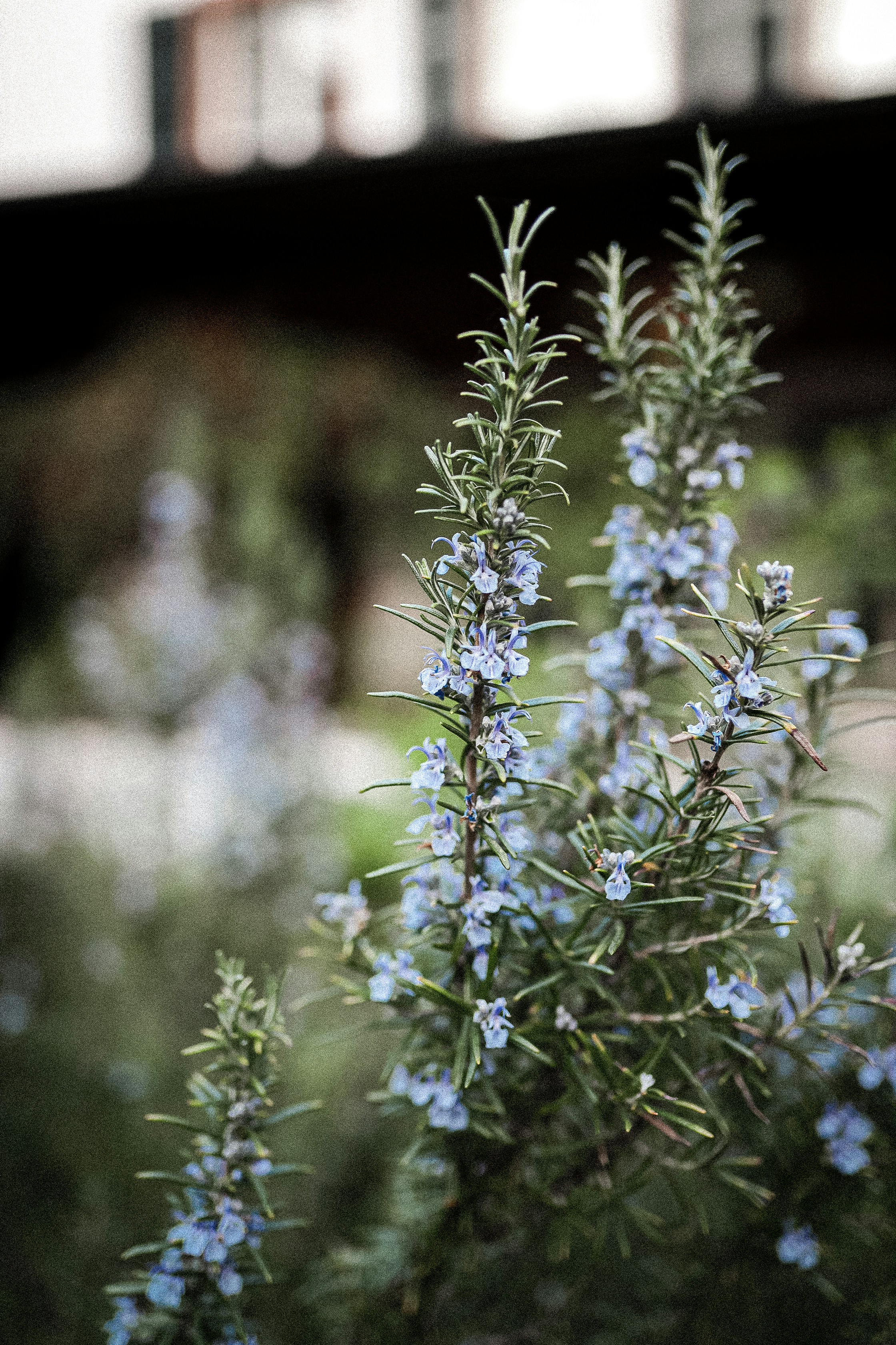 Herb Profile: Rosemary