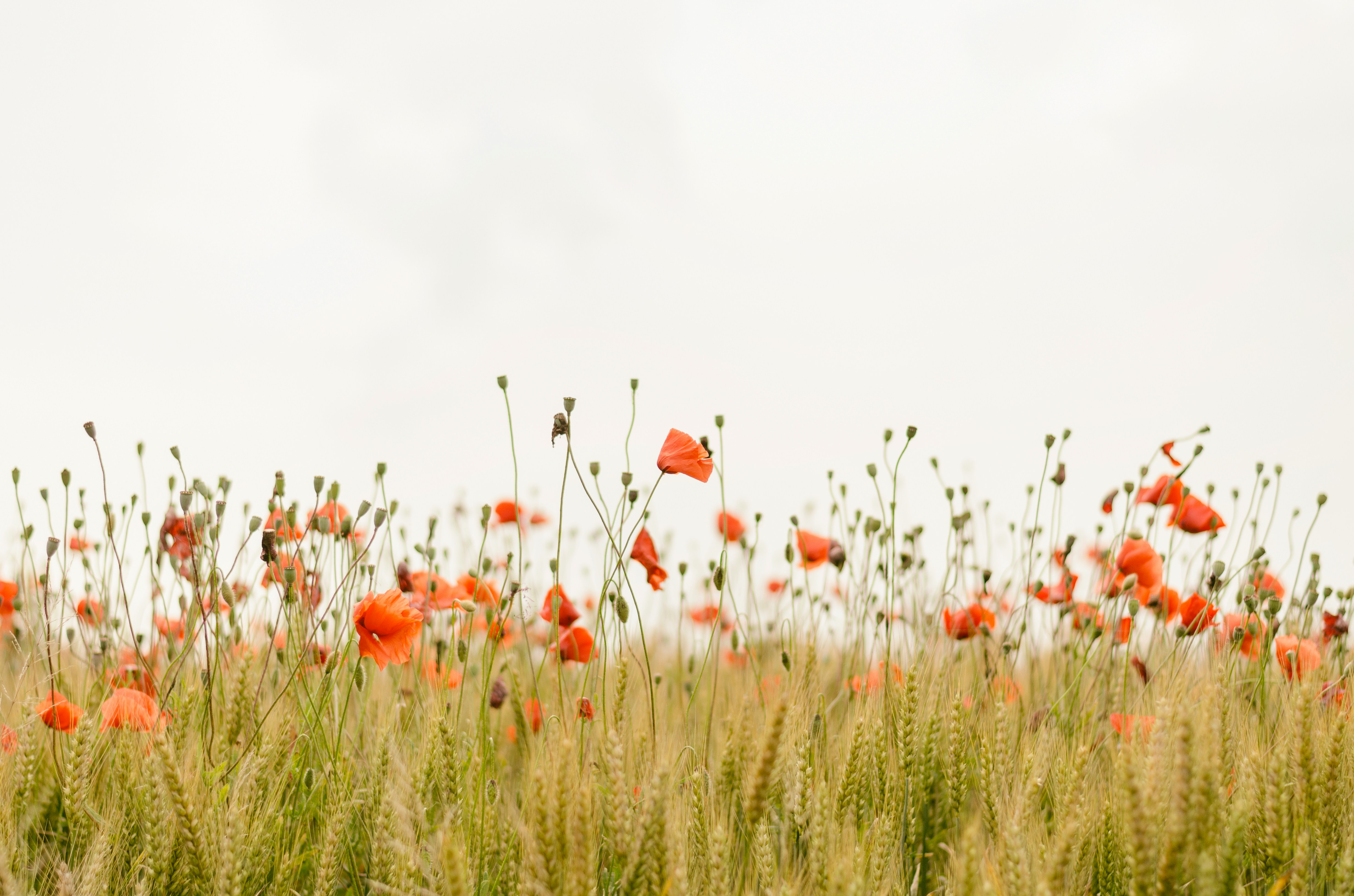 How to celebrate Lughnasadh / Lammas in 2024: Welcoming the Harvest