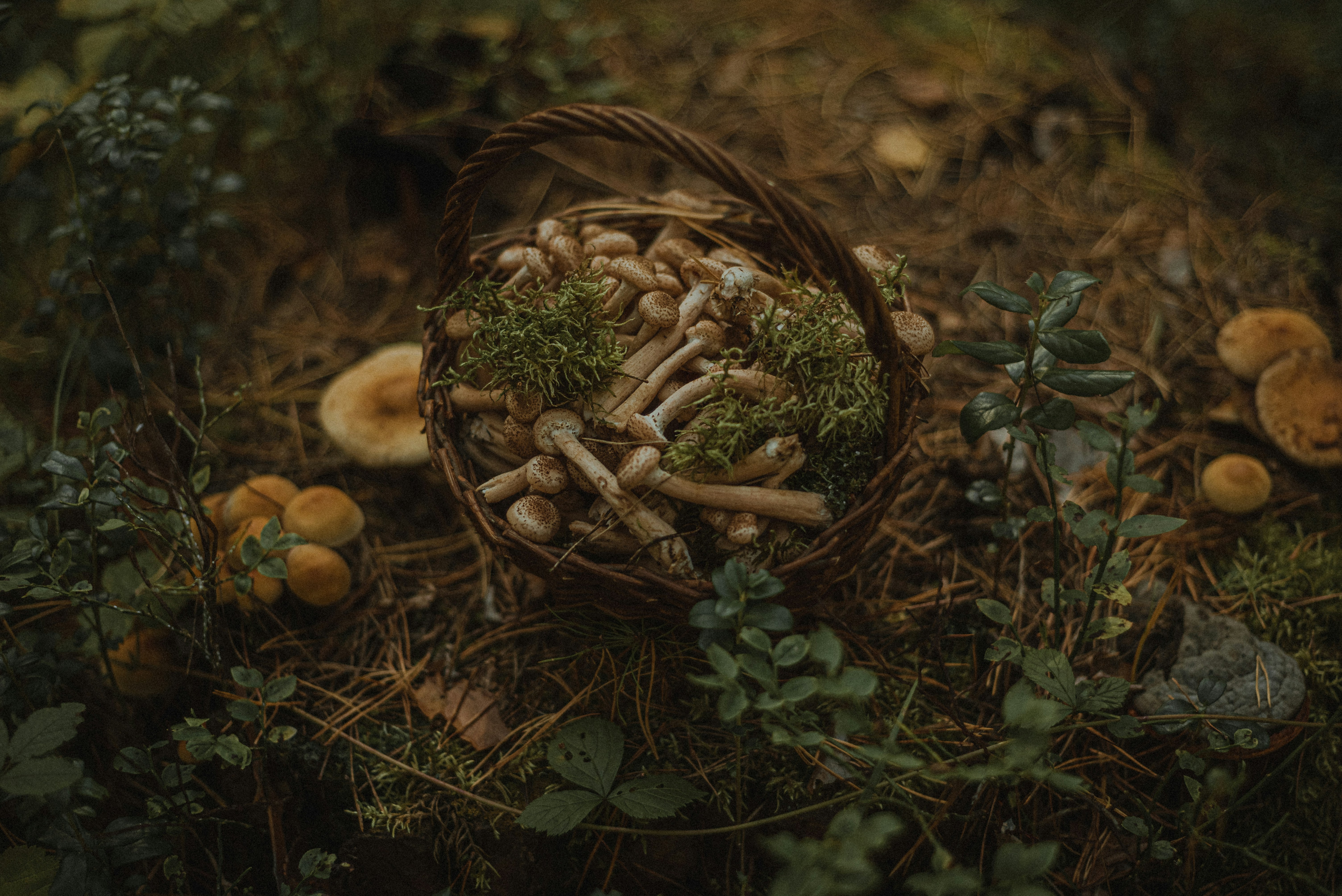 The beginner’s guide to sustainable foraging