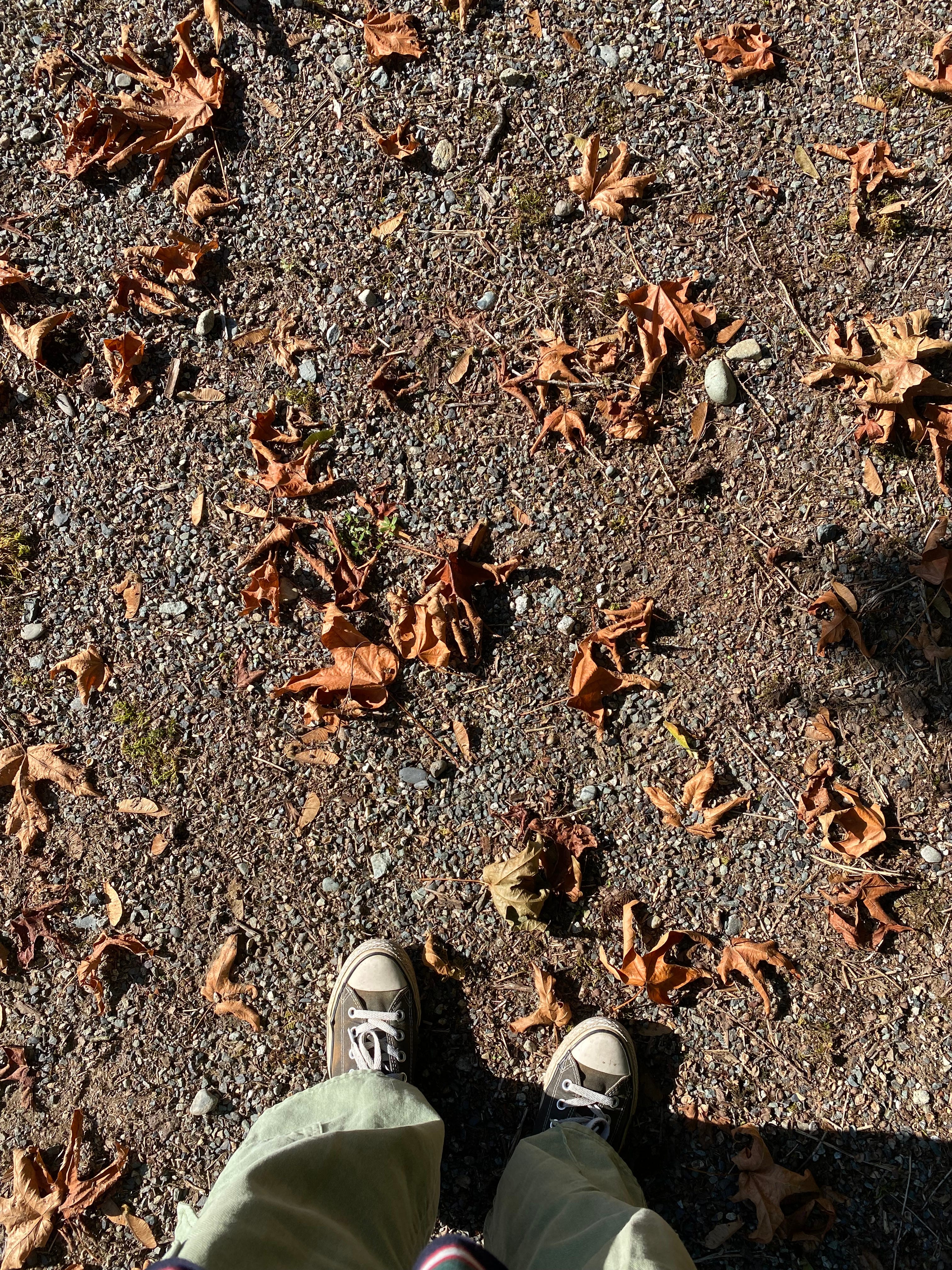 Auburn-rusted, a bed of moss | field notes no. 02