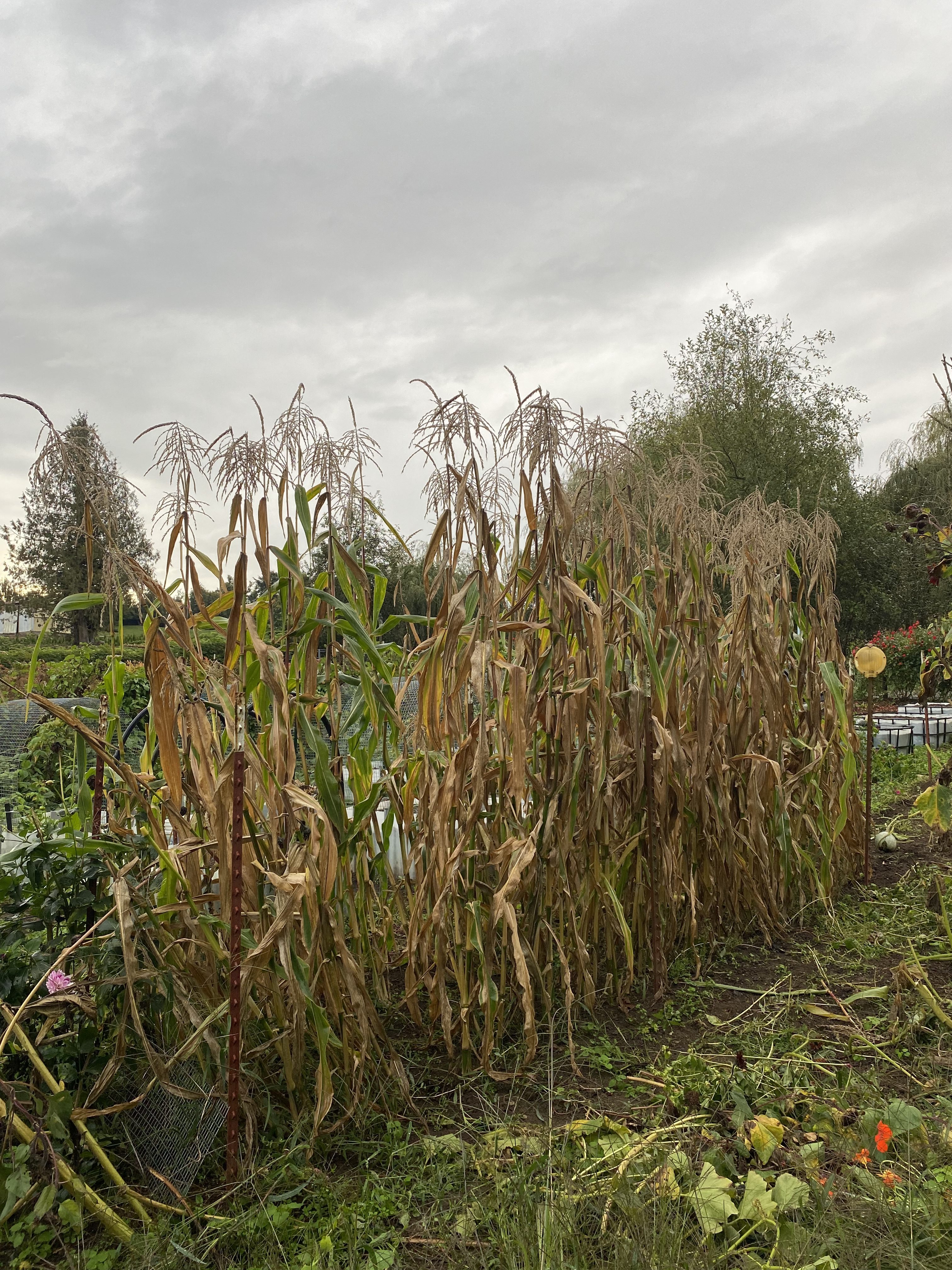 Emptying herb beds, picking apples, and surprise ghost pumpkins