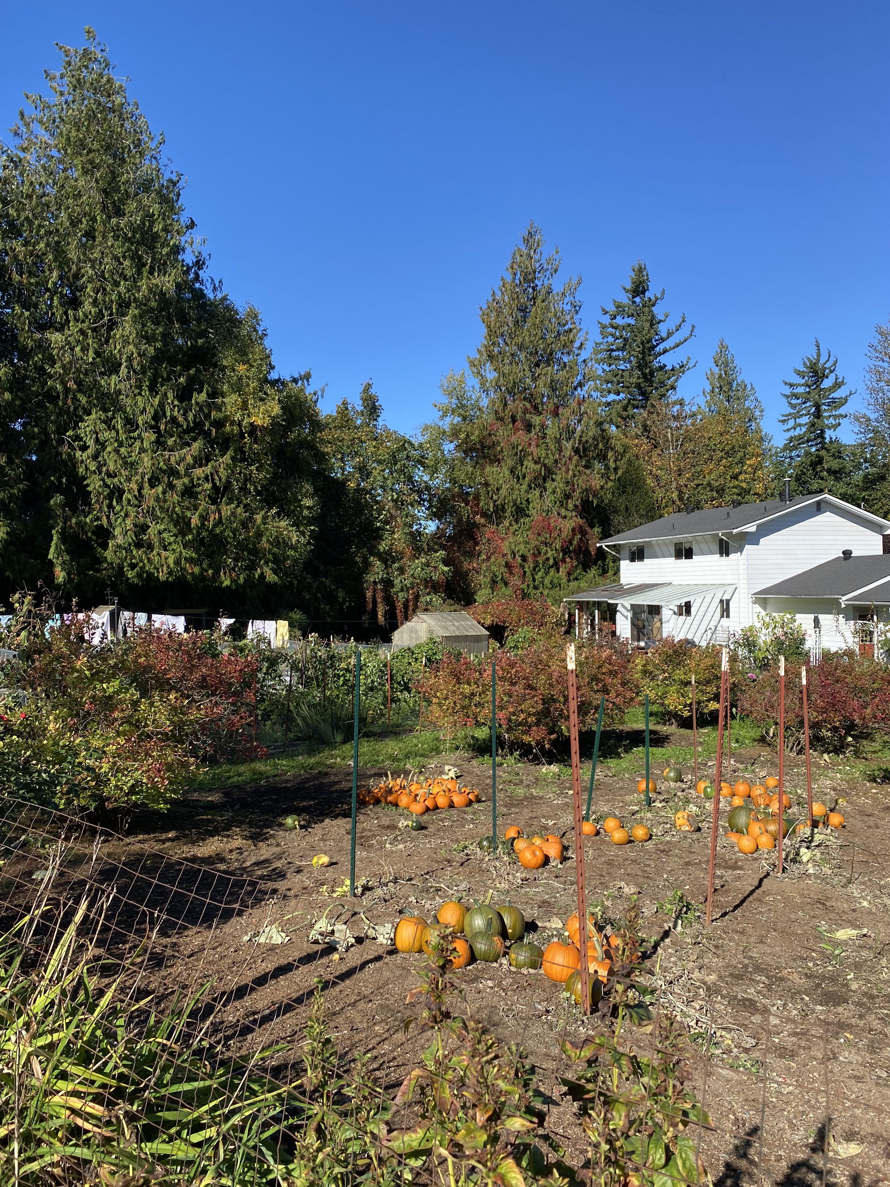 Overloaded with pumpkins & a visiting mantis