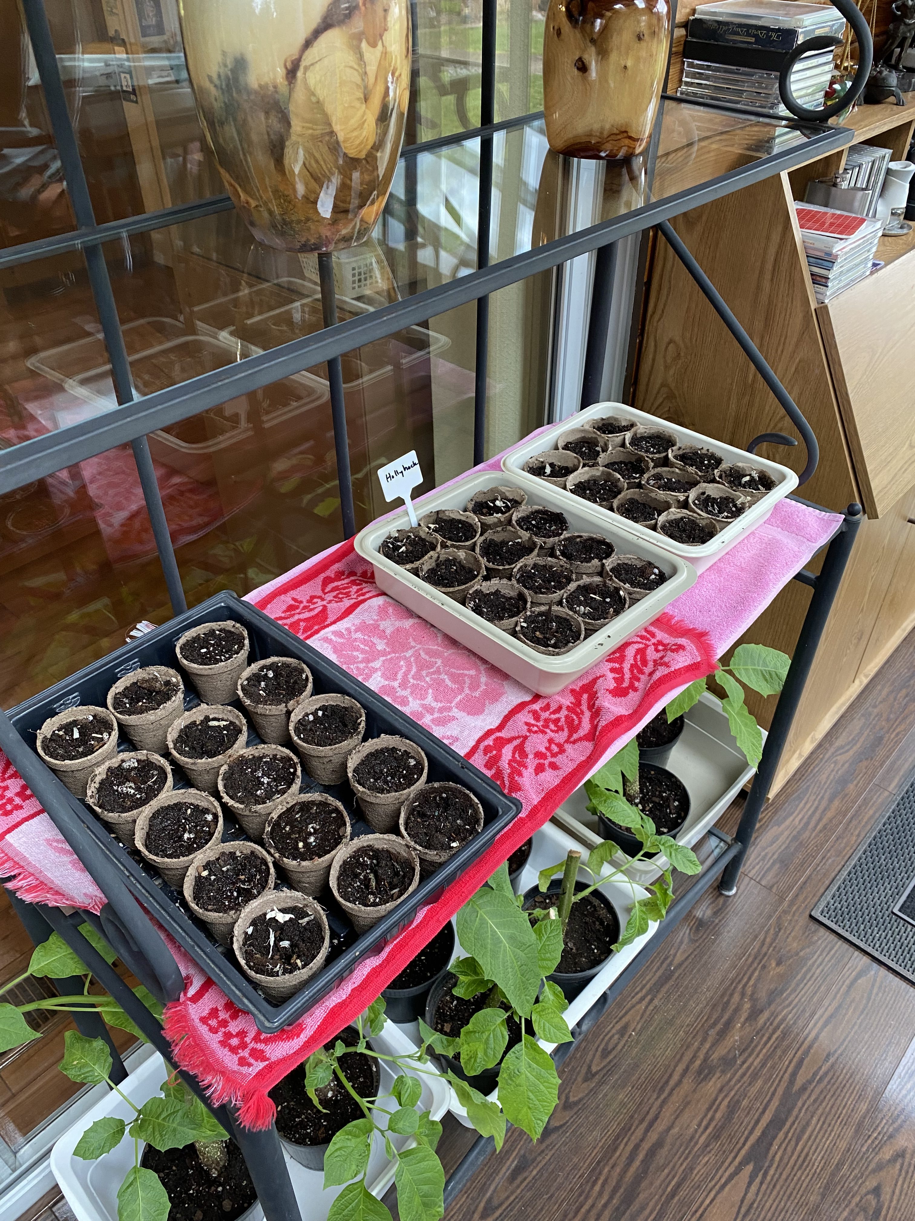 Hollyhocks, lupins, and battling the weeds