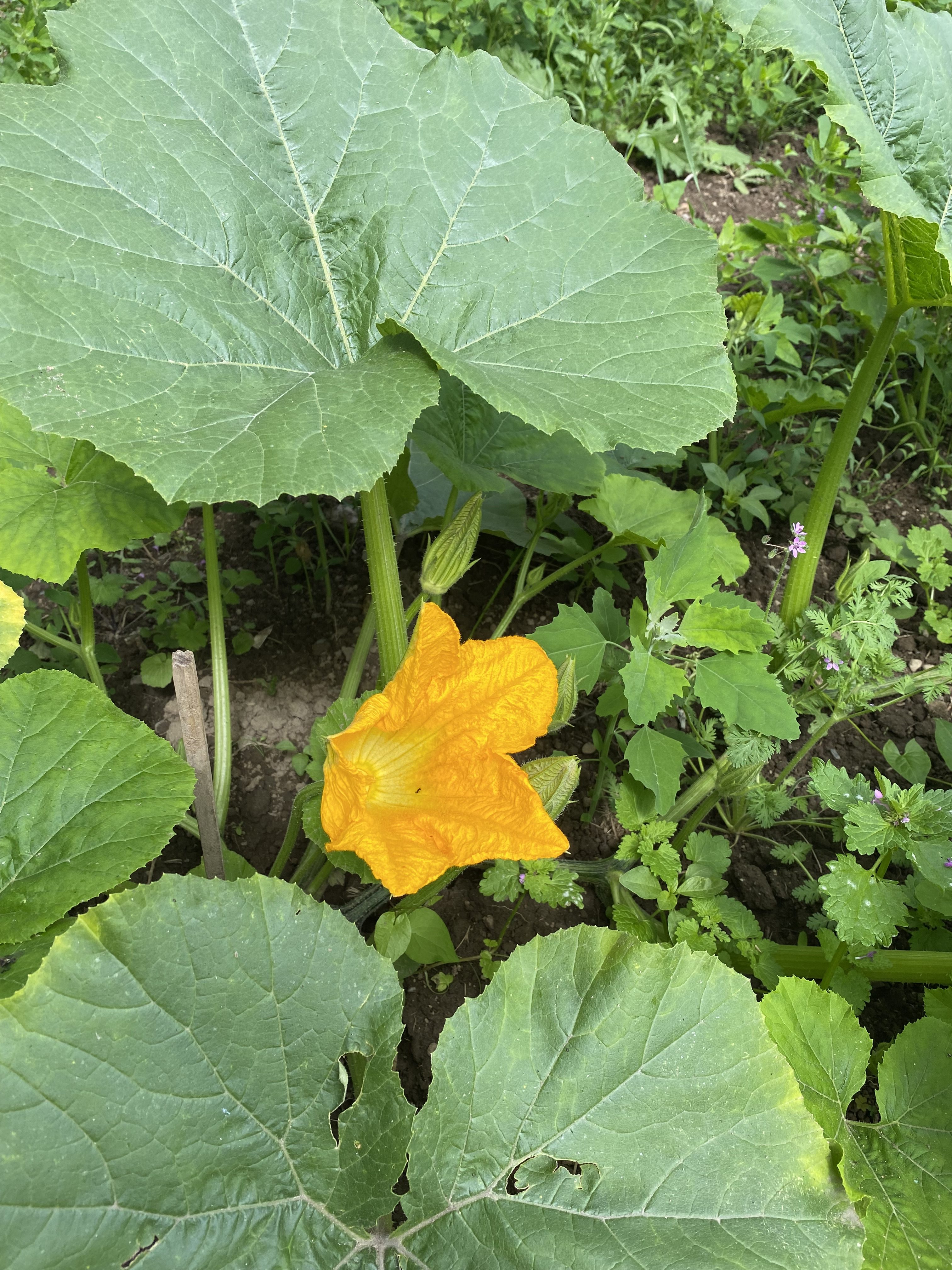 Strange weather, with tomatoes on the way