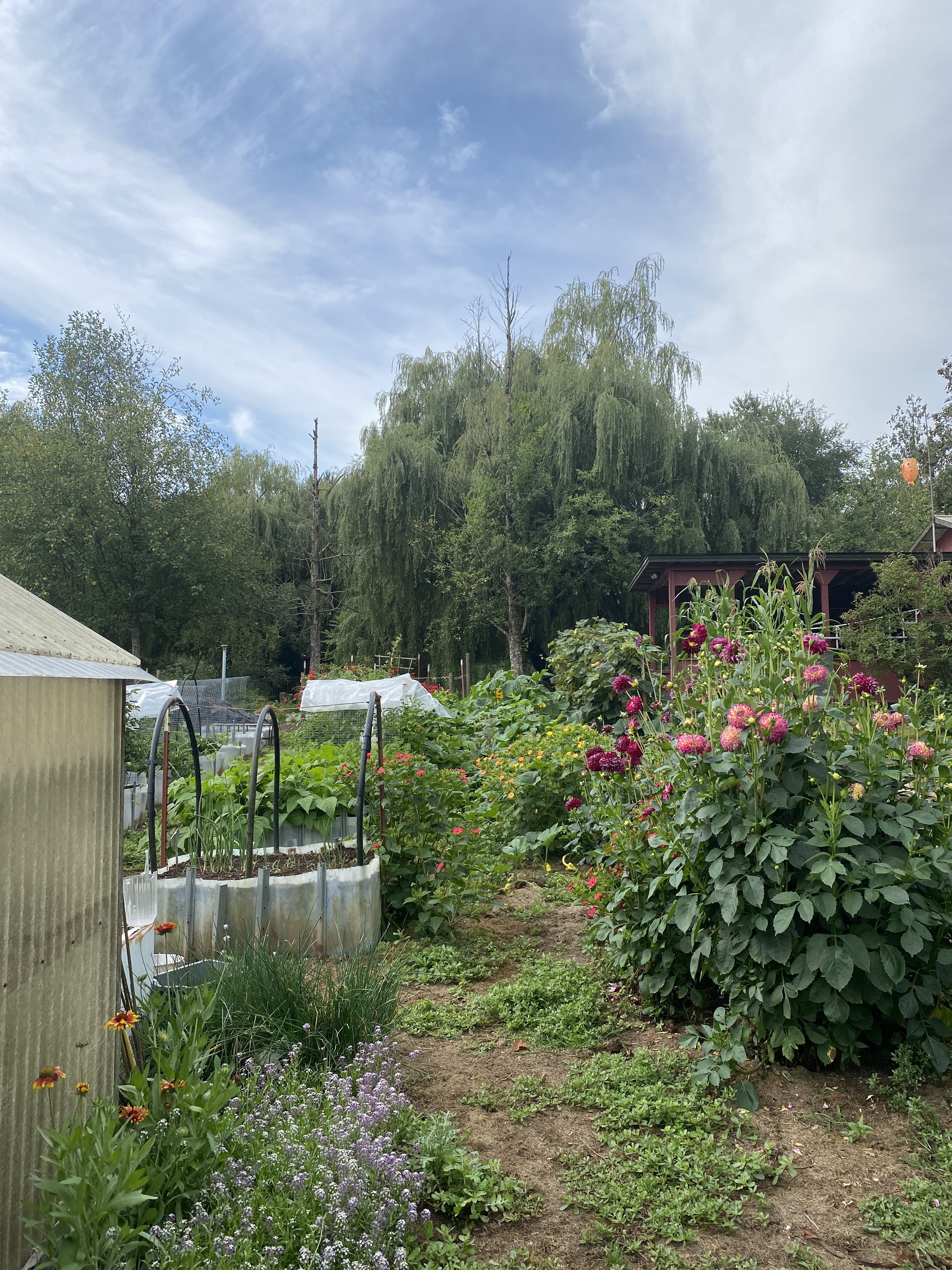 Drying seeds, harvesting potatoes, and counting down summer’s days