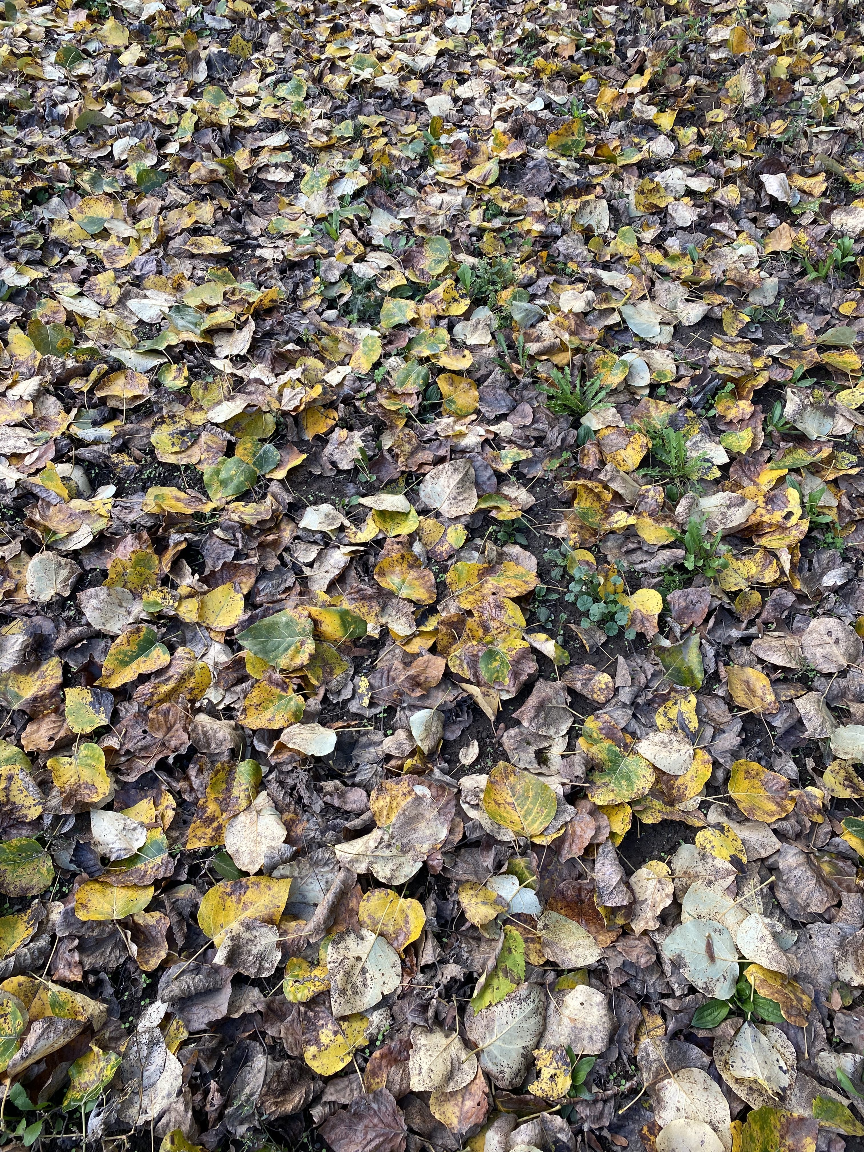 Nocturne sweaters & turkey soup: October so far